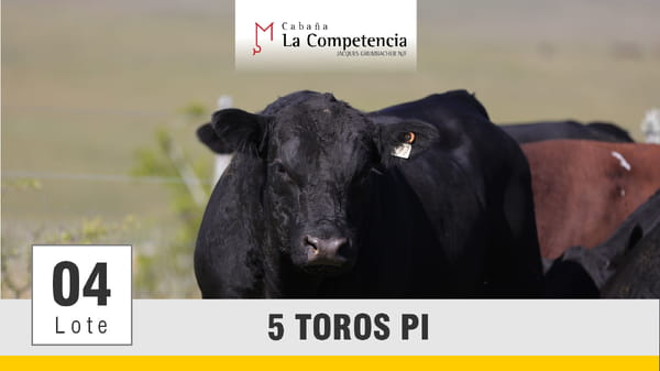 Lote (Vendido)Toros, Montevideo