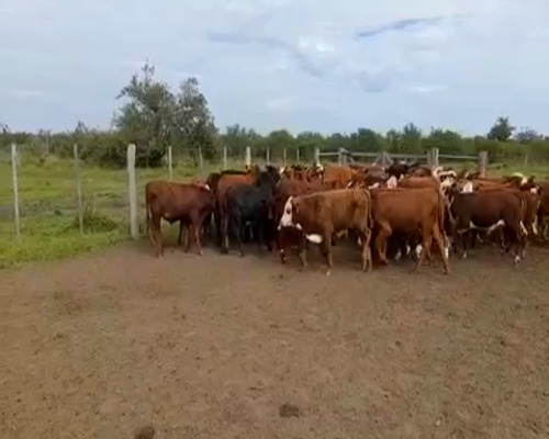 Lote 70 Terneros/as en Entre Ríos, Villaguay