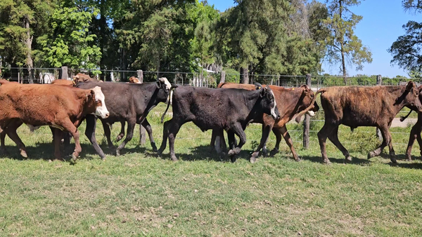 Lote 60 Terneros