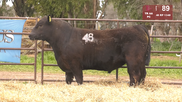 48 1349 — TOROS ANGUS NEGROS  PC