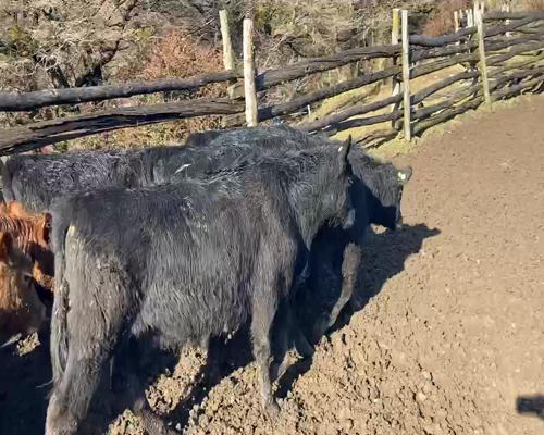 Lote 24 Ternero en Coyhaique, XI Región Aysén