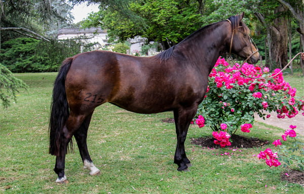 Lote QUELEN HADA MADRINA