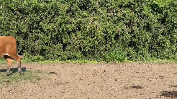 Lote 42 Terneros/as en Corrientes, Mercedes