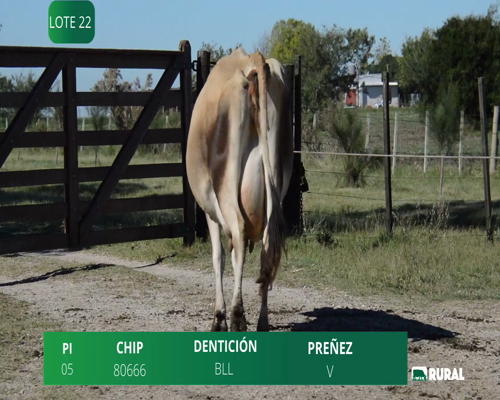 Lote VACA EN PRODUCCIÓN PI MANCA