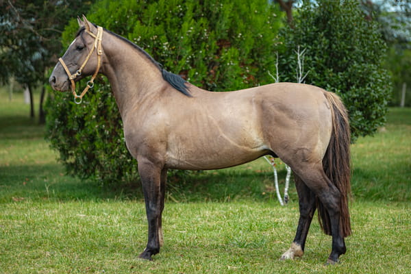 Lote Tobogan Candidato