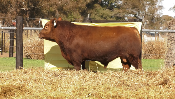 Lote TOROS A. ANGUS PURO PEDIGREE