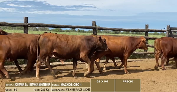 Lote LOTE 27 - 50 MACHOS CBO 1