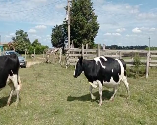 Lote 2 Vaca HOLANDO, San José