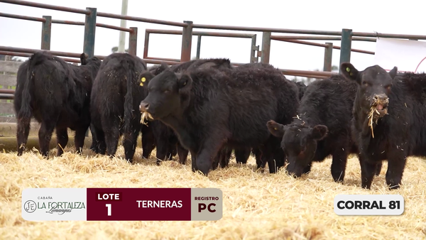 Lote TERNERAS PC