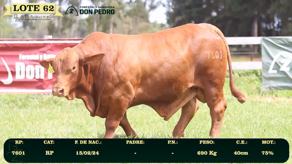 Lote LOTE 62