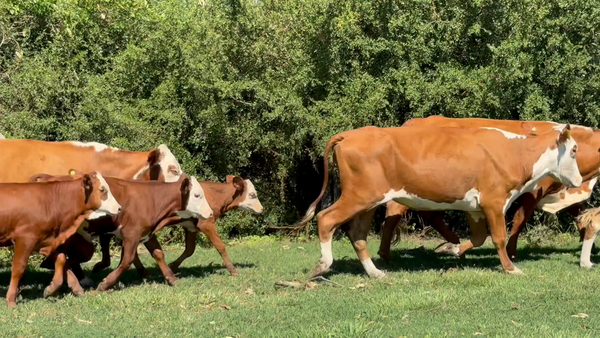 Lote 20 Vacas con Cría  en Corrientes, Mercedes