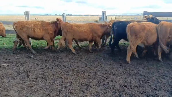 Lote 31 Novillos 1 a 2 años 17 RA,  2 AA,  1 AA X HE,  1 NO,  10 HE X RA 285kg -  en QUEBRACHO KM132 A 4KM DE LASCANO