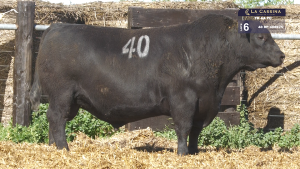 40 40007N — TOROS ANGUS PURO CONTROLADO