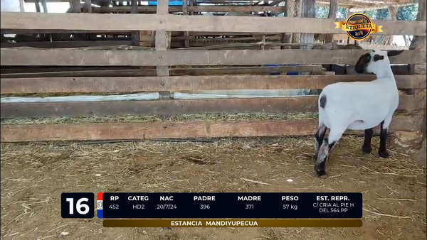 Lote LOTE 16