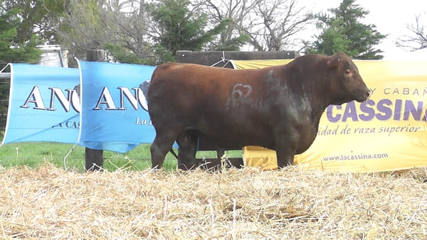 Lote TOROS ANGUS PUROS CONTROLADOS