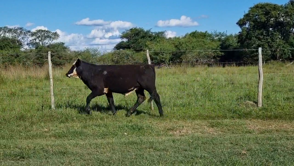 Lote 70 Terneros