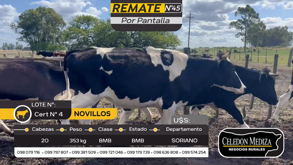 Lote 20 Novillos en Cuchilla del Perdido, Soriano