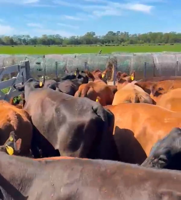 Lote 22 Vacas nuevas C/ cria en Buenos Aires