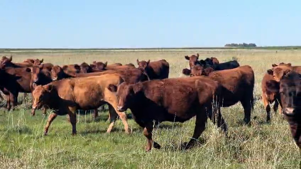 Lote 32 Vaquillonas C/ gtia de preñez