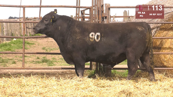 90 1237 — TOROS ANGUS NEGROS  PC