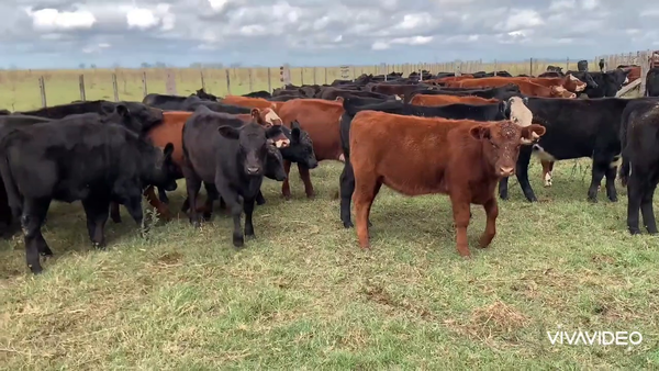 Lote 70 Terneras en Pila, Buenos Aires