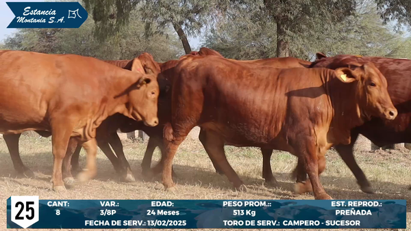 Lote LOTE 25