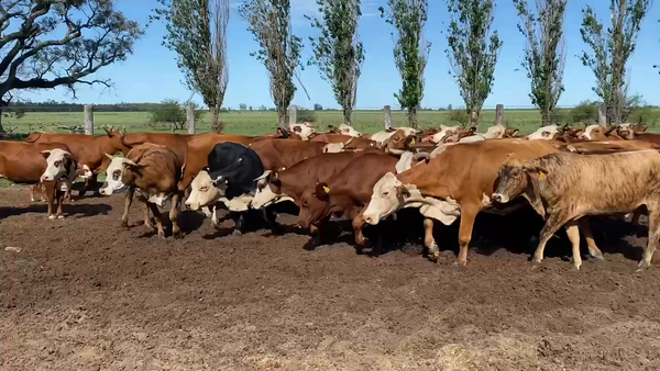 Lote 35 Vacas de invernar en Esquina, Corrientes