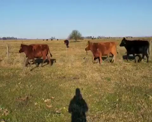 Lote 32 Vacas VACIAS medio uso en Tapalqué, Buenos Aires