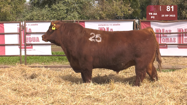 25 3022 — TOROS ANGUS COLORADOS  PC