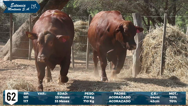 Lote LOTE 62