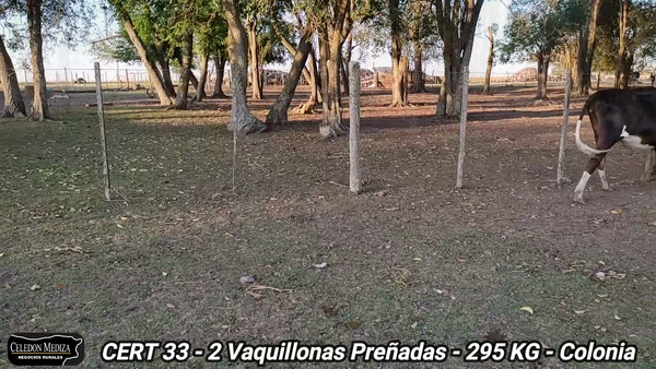 Lote 2 Vacas preñadas en Paso Antolín, Colonia