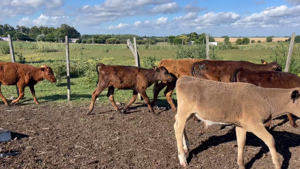 Lote TERNERAS