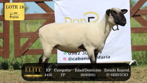 Lote LOTE 18