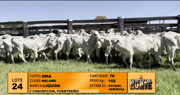 Lote Lote 24