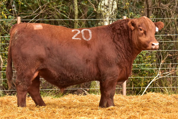 Lote TOROS ANGUS PC