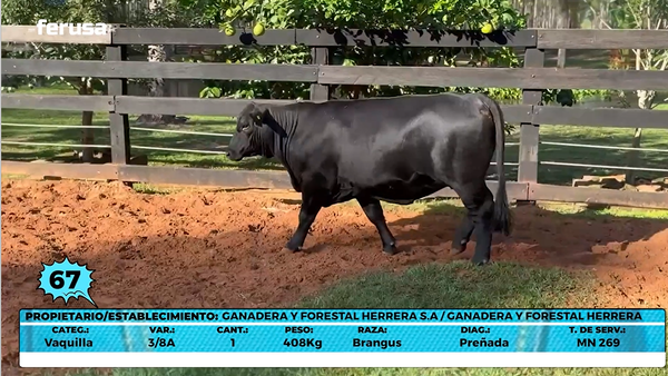 Lote LOTE 67- EN VIVO