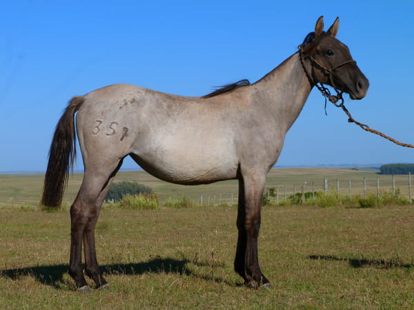 Lote Liebre del Cerro Grande