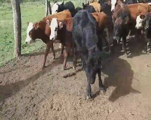 Lote 115 Terneros/as en Villaguay, Entre Ríos