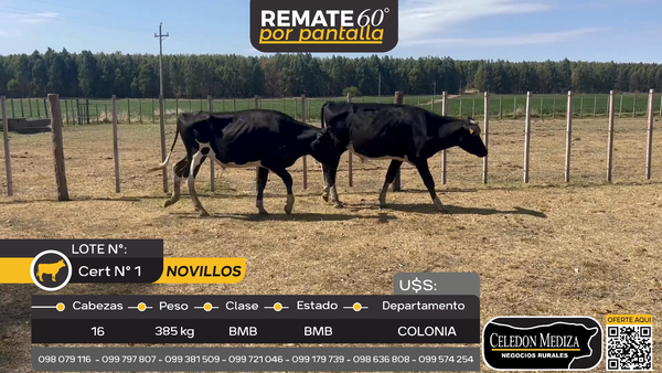 Lote 16 Novillos en Conchillas, Colonia