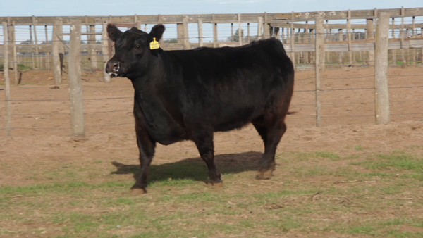 Lote VACAS PURAS DE PEDIGREE