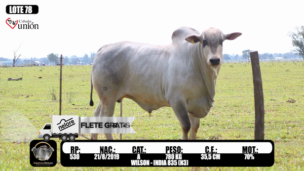 Lote LOTE 78   RP 530