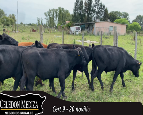 Lote (Vendido)20 Novillos 18 AA,  2 RA 297kg - , Canelones