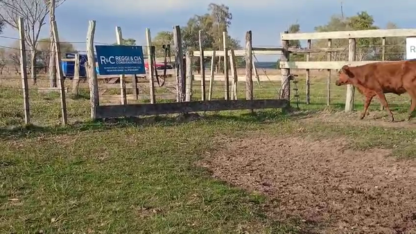 Lote 120 Terneras