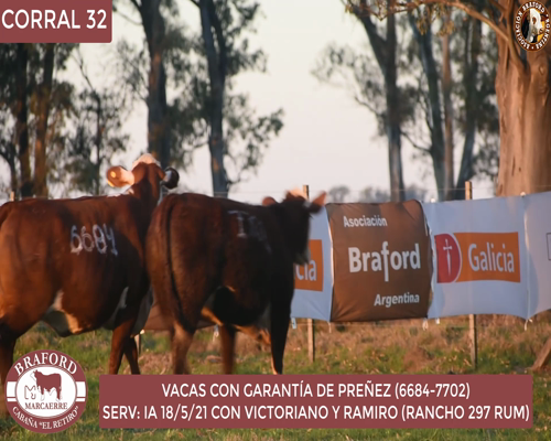 Lote Vaca Braford Cabaña El Retiro