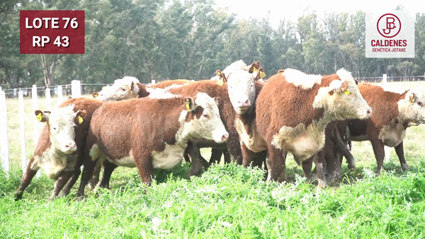 Lote VAQUILLONAS PR Y RG PREÑADAS PARICIÓN OTOÑO (INSEMINACION ARTIFICIAL)
