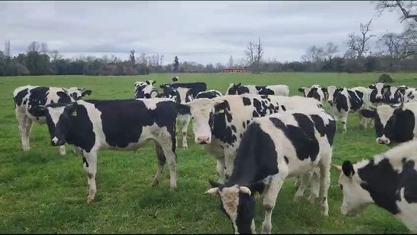 Lote 61 Novillo Engorda en Mariquina, XIV Región Los Ríos