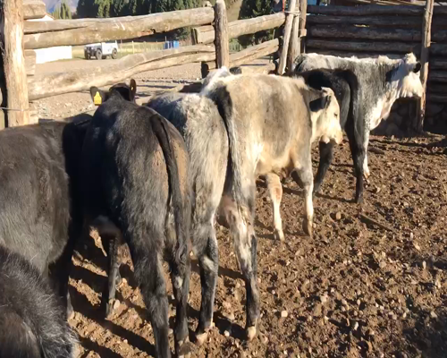 Lote 12 Ternera en Coyhaique, XI Región Aysén