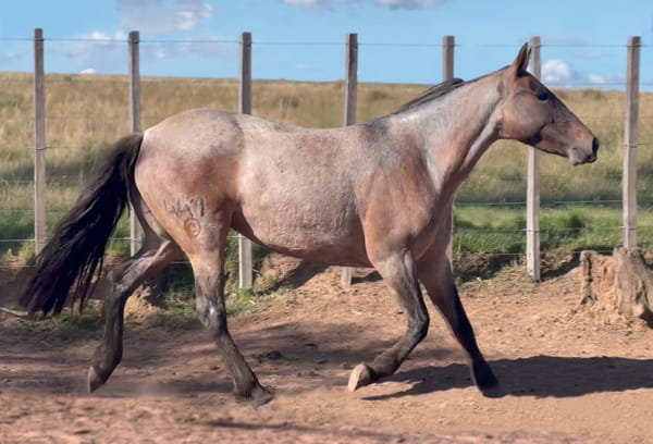 Lote SOMBRA DEL CEIBAL