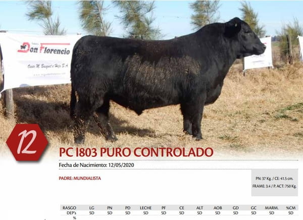 Lote TORO