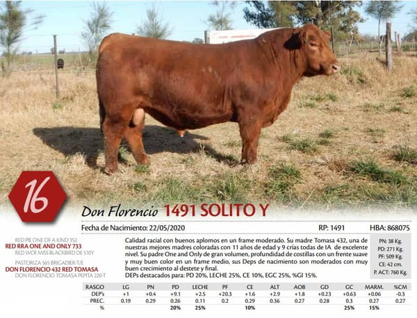 Lote TORO